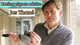 Jos Thoné Racing Pigeon:  Expert Advice for Top Performance .