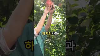 당신이 몰랐던 사과의 놀라운 효능과 주의해야할 부작용 #건강정보 #효능 #과일 #채소
