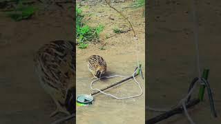 Homemade bird trap, such an ingenious design! Wild sand" #deckideas #decking #wooddecking #wooddeck