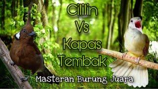 Suara Cililin Vs Kapas Tembak, Top Masteran Paling Disukai Juri Senasional | Kicau Tembak