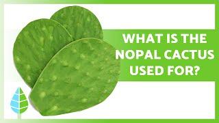 BENEFITS of the NOPAL CACTUS (Properties, Uses and How to Take it)