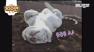 희귀종 화이트자이언트숏헤어 고양이에요 ㅣ Look At This Rare Species, White Giant Shorthair Cat