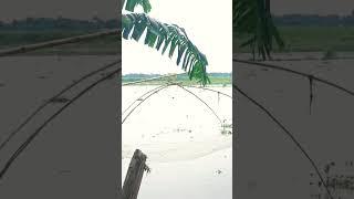 apna gao 🫡 #viralvideo #shorts