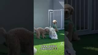 #비숑스타그램 #asmr #강아지 #댕댕이 #구독 #bichon #구독과좋아요 #강아지브이로그 #강아지일상 #유치원 #브레이크댄스 #댄서 #댄스 #강아지음악