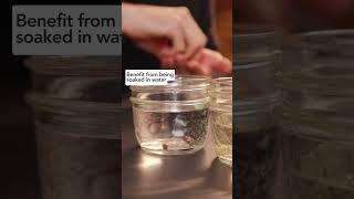 Does soaking your seeds before starting them increase germination rates?! #indoorseedstarting