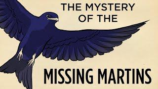 The Mystery Of The Missing Martins | Field Trip! | SKUNK BEAR