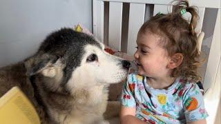 Sneaky Husky Steals Babies Bed! So Much Love In One Video!