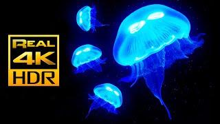 Schönes Quallen Aquarium in 4K HDR - Entspannende Musik - 4K UHD HDR