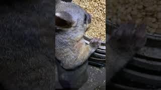 Wild visitor #possum #nature #wildlife #aussiewildlife #farmlife #aussielife #cheeky #nomnom