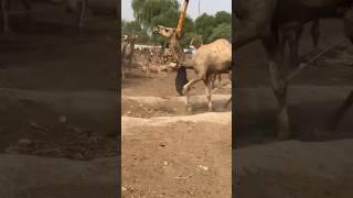 Dangerous camel attack people #yt #camellife #shortvideo #camelloading #dangerouscamel