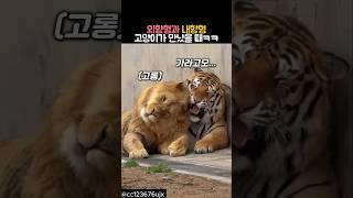 외향형과 내향형 고양이가 만났을 때 #동물 #호랑이 #사자
