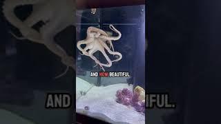 Lucy the octopus hunts two lobsters at once!