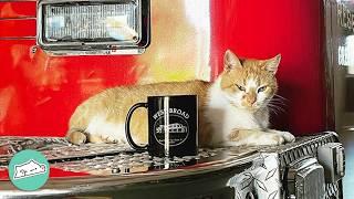 Stray Cat Works At Fire Station For 10 Years | Cuddle Buddies