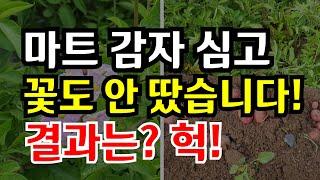 씨감자 아닌 마트 감자, 꽃도 그대로 두면 수확 가능할까?