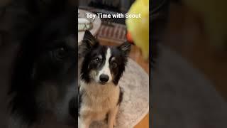 Toy time with Scout the Border Collie #clarkandnelonfarms