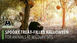 Spooky Treat-Filled Halloween At Wildlife SOS