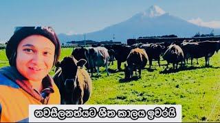 මගේ පුංචි පැටව් දැන් ලොකු බබාල වෙලා ||නවසීලන්තයේ අපේ ගොවිපලේ කතාව#travelfarmer #viralvideo