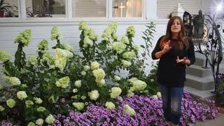 Hydrangea Pruning Made Easy Avoid These Common Mistakes!