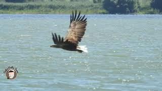 Codalb lacul Furtuna, Delta Dunarii, Ciprian Safca. White tailed eagle in a lake in the Danube Delta