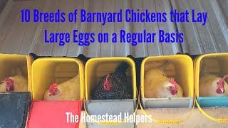 10 Breeds of Barnyard Chickens the Lay Large Eggs on a Regular Basis