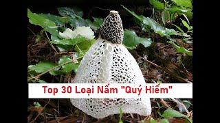 Top 30 Loại Nấm Quý Hiếm