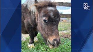 Animal rescue mourns loss of dwarf pony