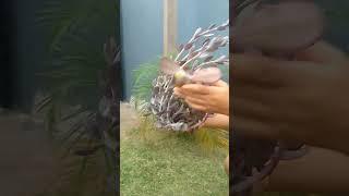 Retirando a haste floral da Echeveria Monalisa! Estava tão pesada que acabou tombando