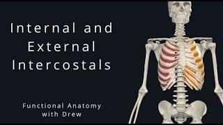 Internal And External Intercostals