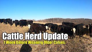 Cattle Herd Update (1 Week Before Weaning Older Calves)