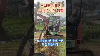 소나무 심어 살리는 간단한 소나무 이식 방법, 소나무 이렇게 심으세요