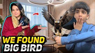 Ye cheel hai ya oqab ??? Big bird