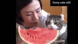 chat play cats best funny moment Funny Cats c65