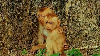 Ton and Tony sitting in the shade of a tree because of the rain