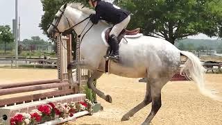 Serendipity beautiful TB hunter round June 2023 champion