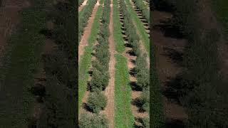 European olive harvests were heavily impacted by last year’s drought. #OliveOil #Farming #Drought