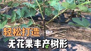 一招打造無花果丰产樹形，無需任何輔助，有手就行