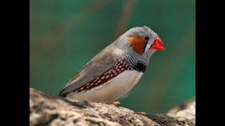 THE ANAMBRA WAXBILL BIRD - Hello Nigeria