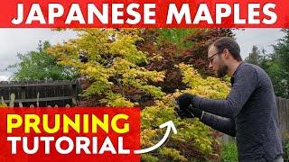 How to PROPERLY PRUNE a Japanese Maple Tree | Acer palmatum 'Katsura'