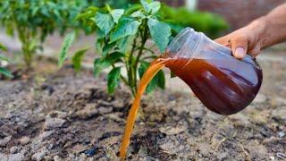 Even dead tomatoes and cucumbers will instantly grow and will not get sick if you do this!