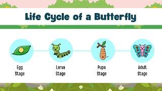 Life Cycle of a Butterfly | Science for Children | Cute Owl Edu | @yashpatwardhan