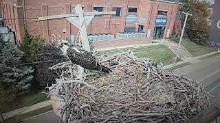 Patchogue big step for injured Osprey fledgling