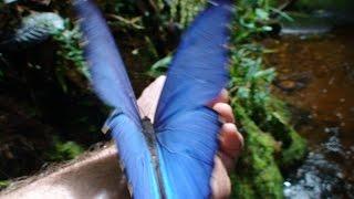 Blue Morpho