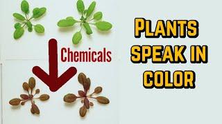 Plants transformed into detectors of dangerous chemicals