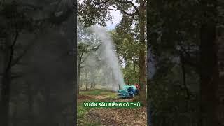 Vườn Sầu Riêng cổ thụ - Nguyễn Trung Green #bectuoiphunmua #tuoisaurieng #becbuap