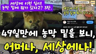 세상에 이런 일이! 한여름 농막 밑에서 벌어진 49일의 기적을 드디어 공개합니다.