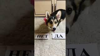 КОРГИ ЛУНА ПРЕДСКАЗЫВАЕТ БУДУЩЕЕ?