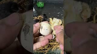 don't peel egg if abserve blood veins