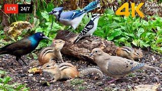  24/7 LIVE: Cat TV for Cats to Watch  Playful Chipmunks Squirrels and Birds Up Close 4K