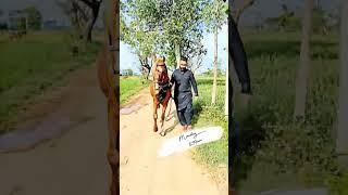 RAHWAR E HUSSAIN A.S ️️️ #gujrat #zuljnah