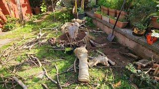 Removing My Oldest Fig Tree - Easier Said Than Done!